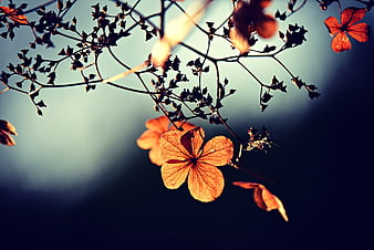 Backlit Dried Orange Flower on Dark Branches Against Blue Sky