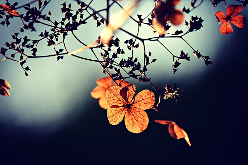 Backlit Dried Orange Flower on Dark Branches Against Blue Sky