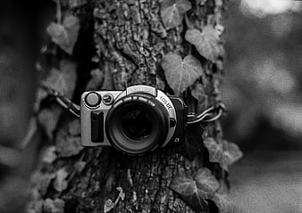 Vintage Canon EOS IX Film Camera on Tree Bark