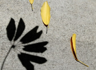 Yellow autumn leaves and plant shadow on concrete ground