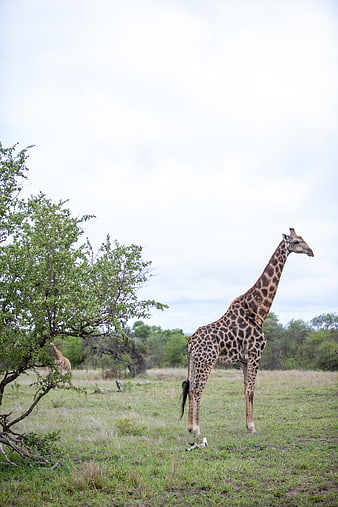 Giraffe Standing in African Savanna Grassland