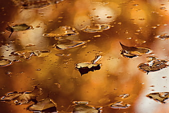 Autumn Leaves Floating on Golden Water Surface