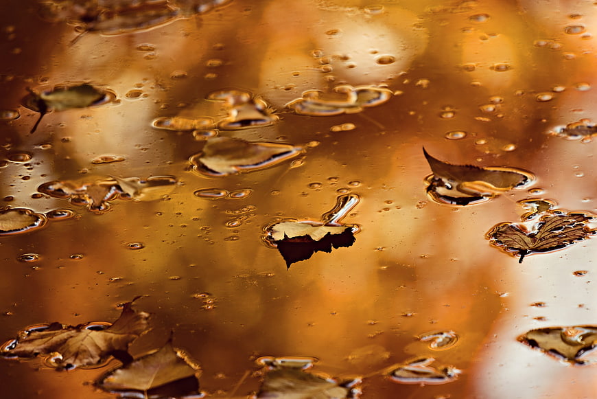 Autumn Leaves Floating on Golden Water Surface