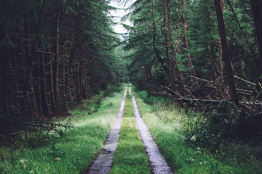 Grassy Forest Path with Tall Pine Trees