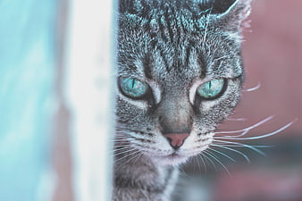 Close-up of a gray tabby cat with green eyes peeking around a corner