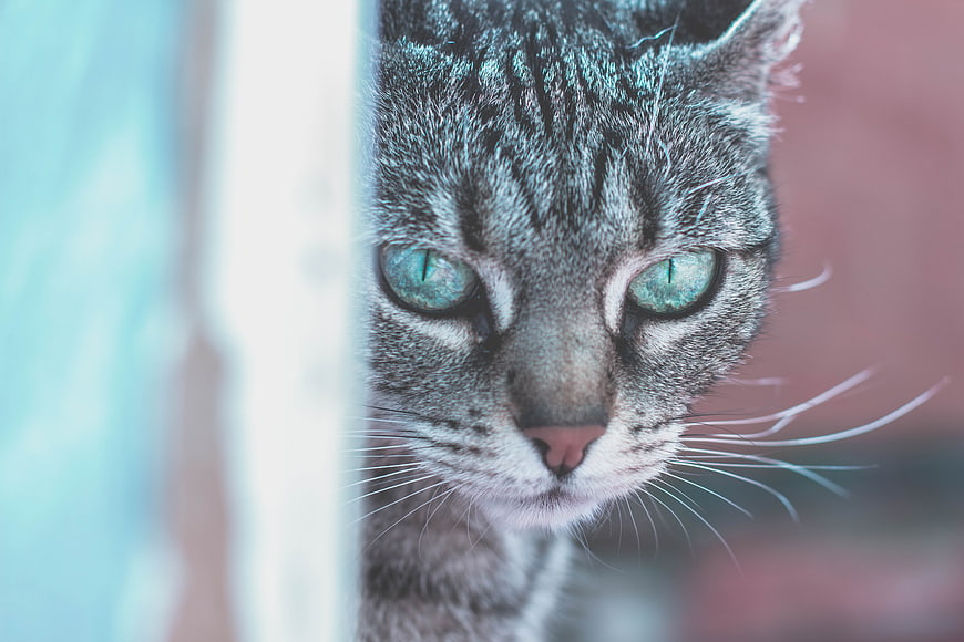 Close-up of a gray tabby cat with green eyes peeking around a corner