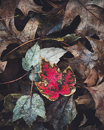 Vibrant Red Maple Leaf on Brown Autumn Forest Floor