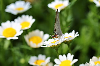 Butterfly on White Daisy Flower in Green Garden
