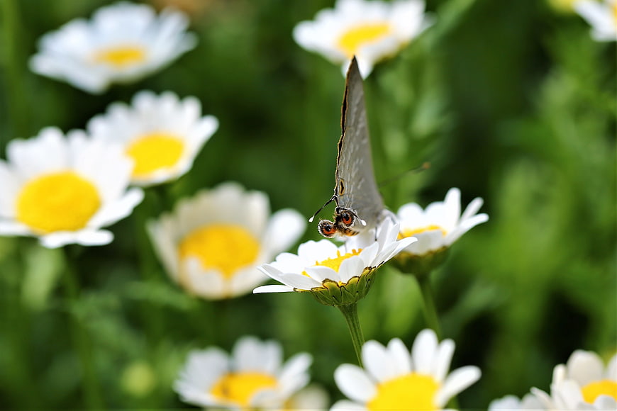Butterfly on White Daisy Flower in Green Garden