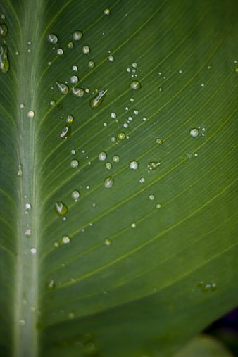 Close-up of water droplets on a green leaf