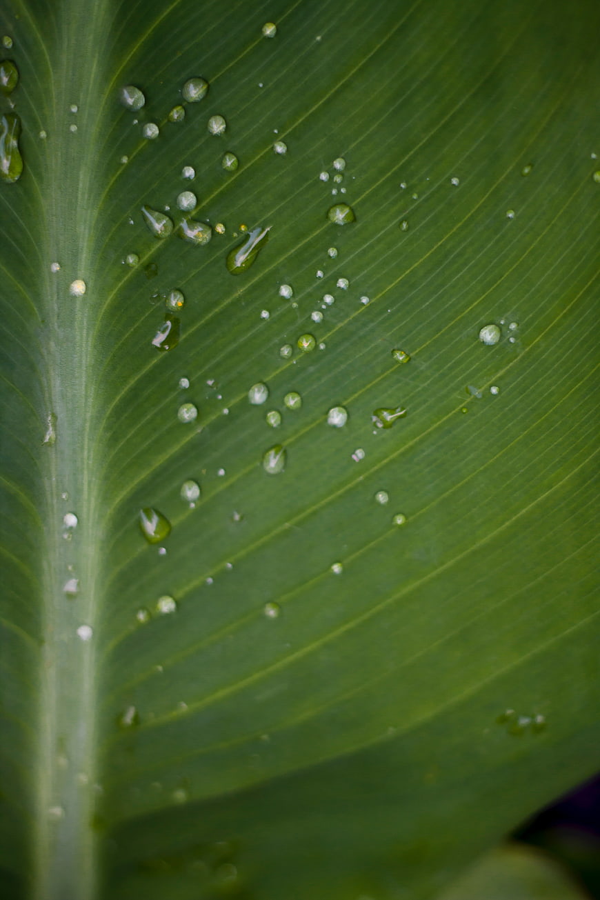Close-up of water droplets on a green leaf