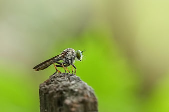 Macro photography of a robber fly on a wooden post