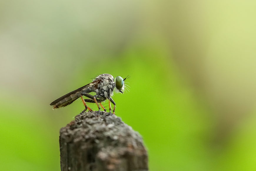 Macro photography of a robber fly on a wooden post