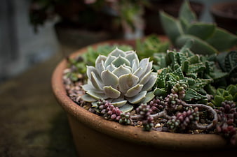 Close-up of mixed succulents in a rustic terracotta pot