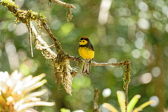 Golden-crowned Kinglet perched on mossy branch in forest