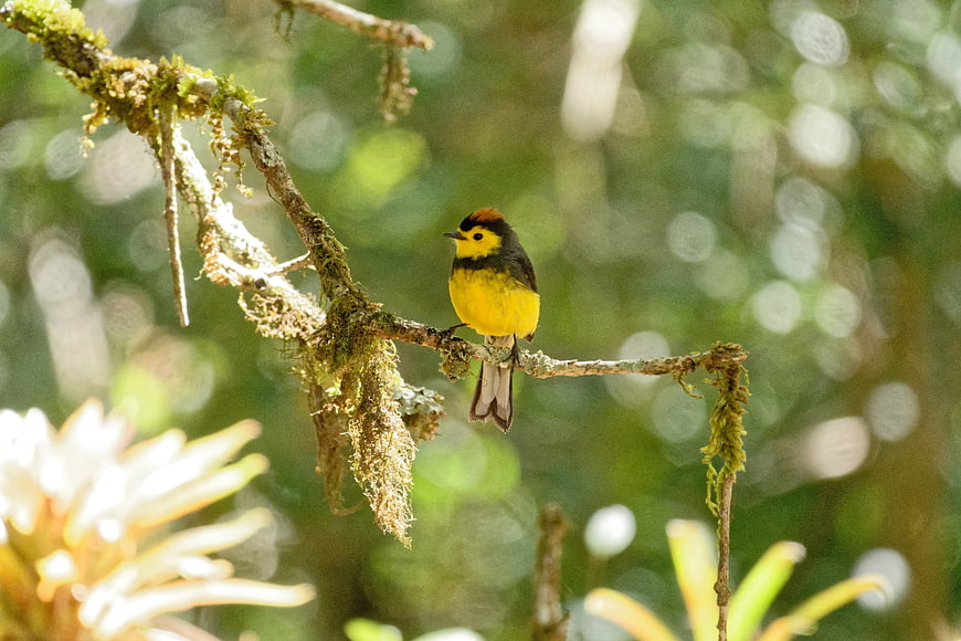 Golden-crowned Kinglet perched on mossy branch in forest