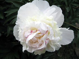 Close-up of a white peony flower with pink edges
