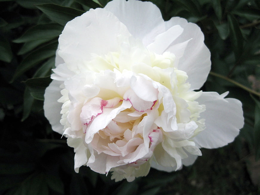 Close-up of a white peony flower with pink edges