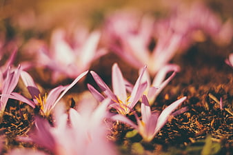 Close-up of pink autumn crocus flowers in soil