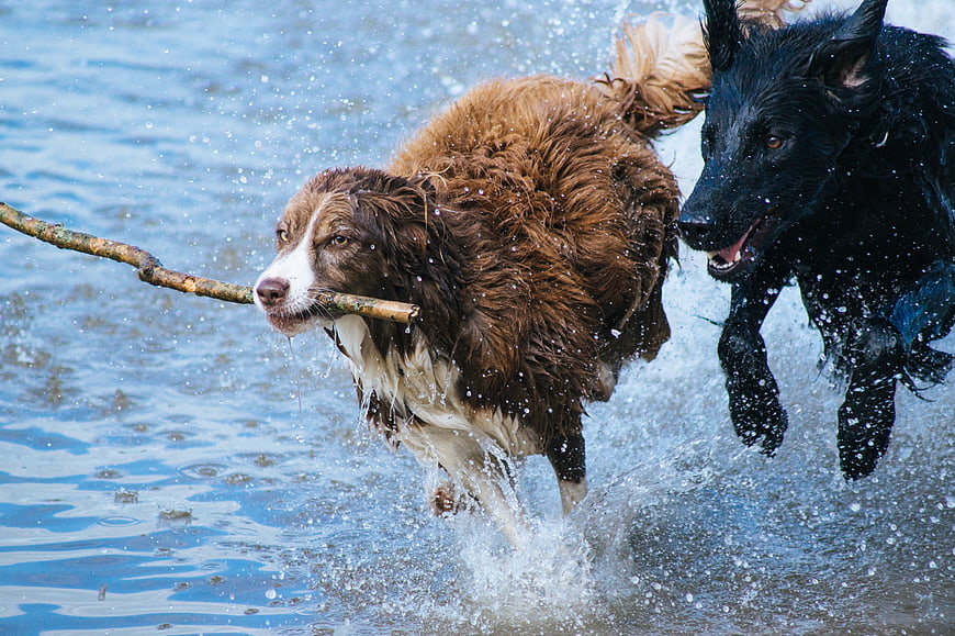 Two dogs running through water with a stick