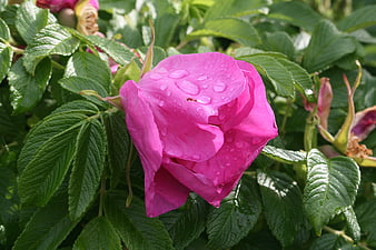 Vibrant Pink Rose Bud with Water Droplets on Green Leaves