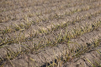 Harvested Field Stubble Close-Up