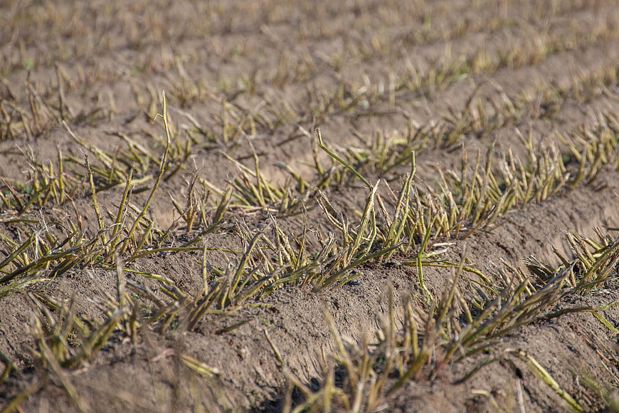 Harvested Field Stubble Close-Up