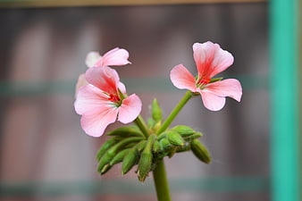 Close-up of delicate pink geranium flowers with green buds