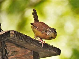 Small brown bird perched on weathered wooden post