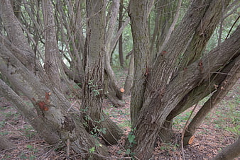 Close-up of textured tree trunks in a dense forest