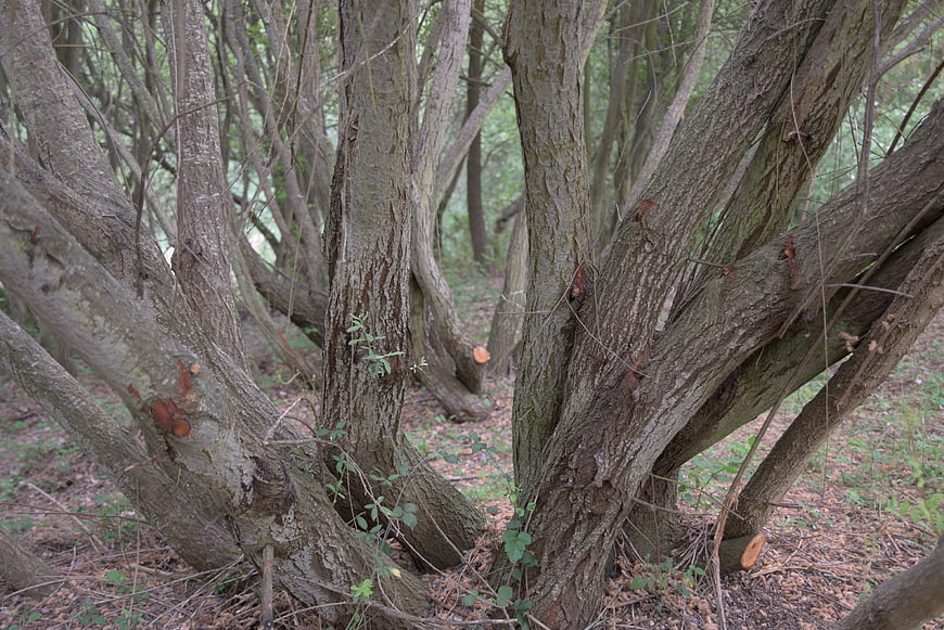 Close-up of textured tree trunks in a dense forest