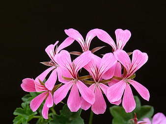Pink Geranium Flowers on Black Background