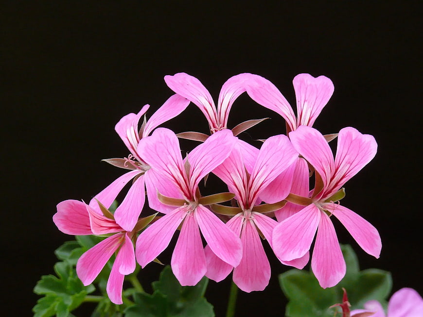 Pink Geranium Flowers on Black Background