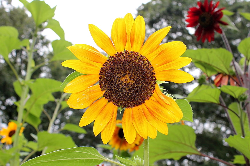 Vibrant yellow sunflower close-up with blurred green background