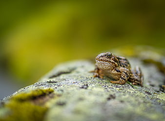 Close-up of a brown frog sitting on a mossy rock