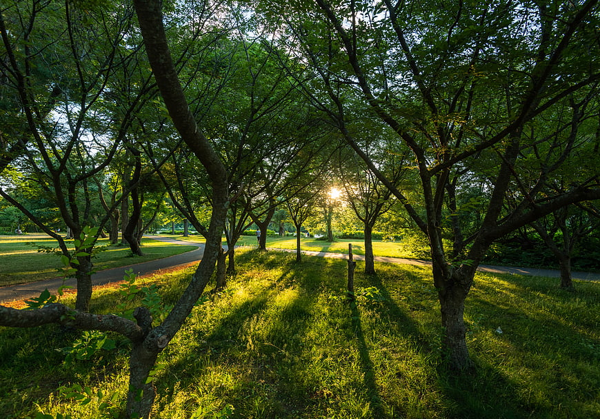 Sunlit Park Path with Green Trees and Long Shadows