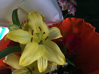 Close-up of yellow lily in red floral arrangement