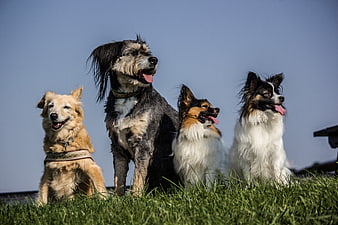 Four dogs sitting in grass looking up at blue sky