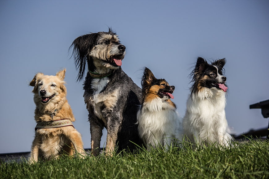 Four dogs sitting in grass looking up at blue sky