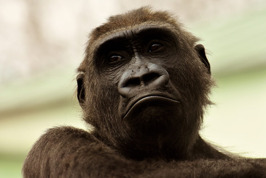 Close-up portrait of a contemplative gorilla face