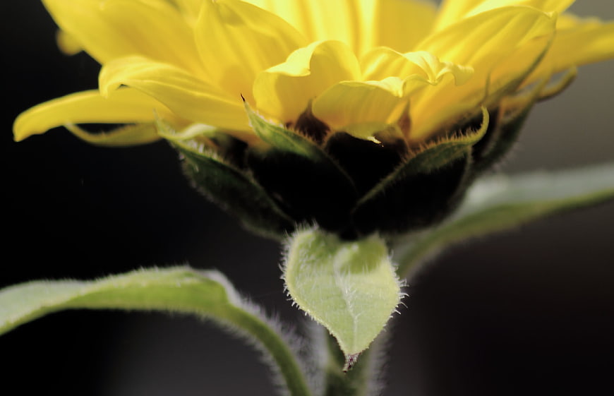 Close-up of a yellow sunflower bud against a dark background