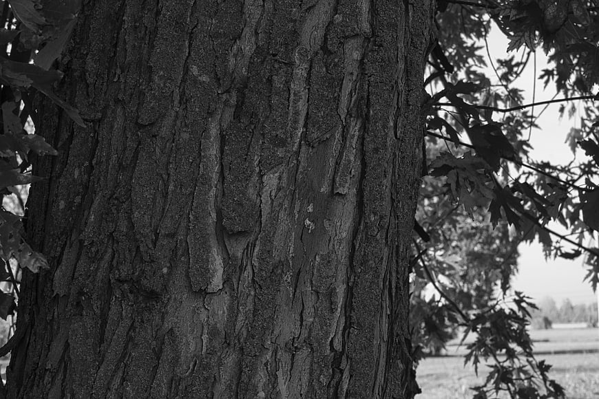 Close-up of textured tree bark in black and white