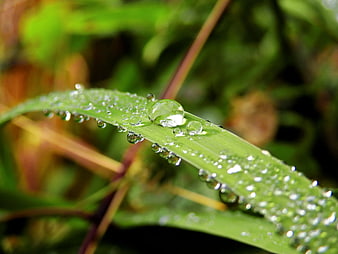 Macro Close-Up of Dew Drops on Green Grass Blade
