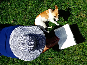 Woman reading book on grass with small dog
