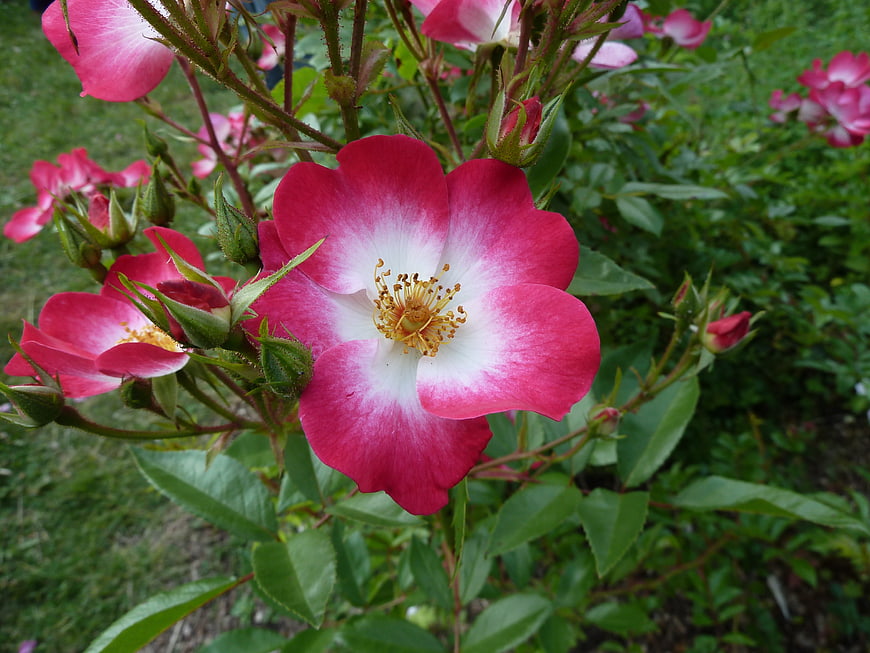 Close-up of vibrant pink and white rose flower in garden