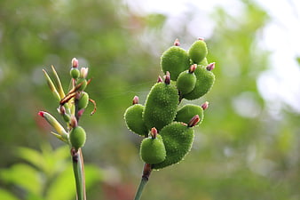 Close-up of green canna lily seed pods with pink buds