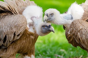 Close-up of Two Griffon Vultures Interacting on Green Grass