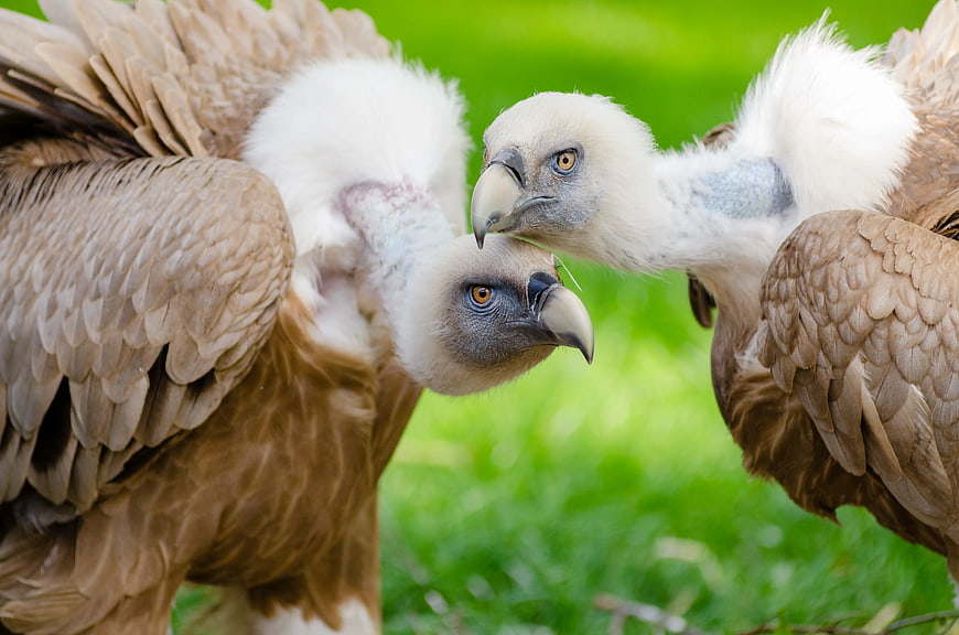 Close-up of Two Griffon Vultures Interacting on Green Grass