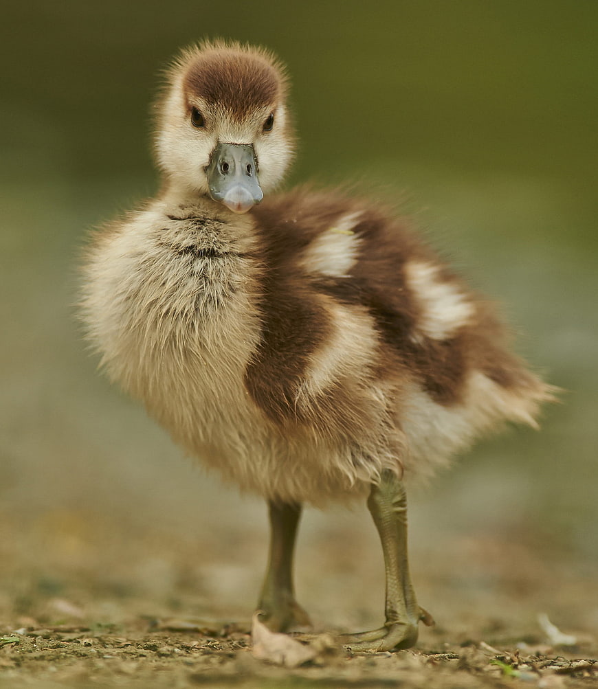 Cute fluffy gosling standing on ground with blurred background