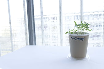 Potted Coriander Herb Plant on White Table by Window